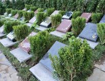生态树葬墓地合法吗？哪里有树葬陵园？